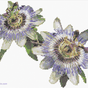 Passion Flowers - Passiflora