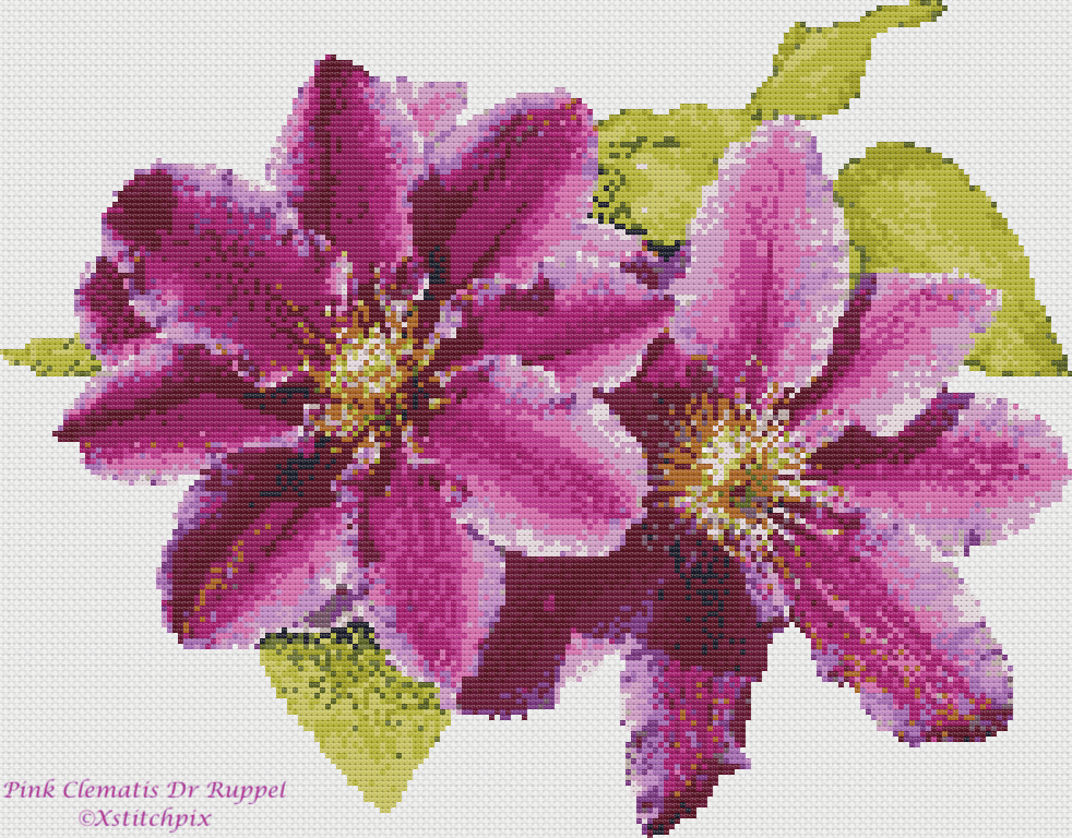 Pink Clematis Dr Ruppel