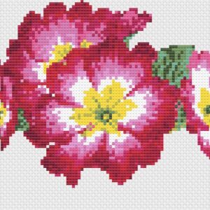 Dark pink primroses