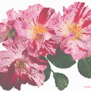 Rose Crazy for You