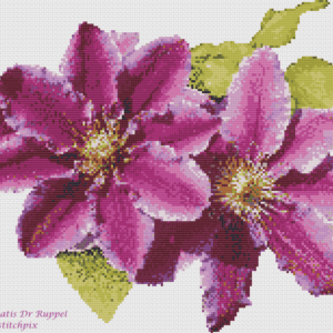 Pink Clematis Dr Ruppel