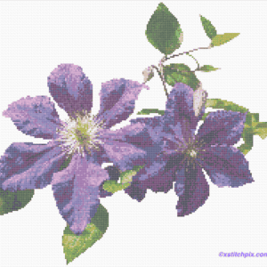 Purple Clematis Ascotiensis