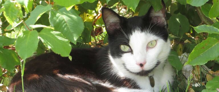 Original photo of my cat Figaro I used for a photo conversion to a bespoke cross-stitch pattern