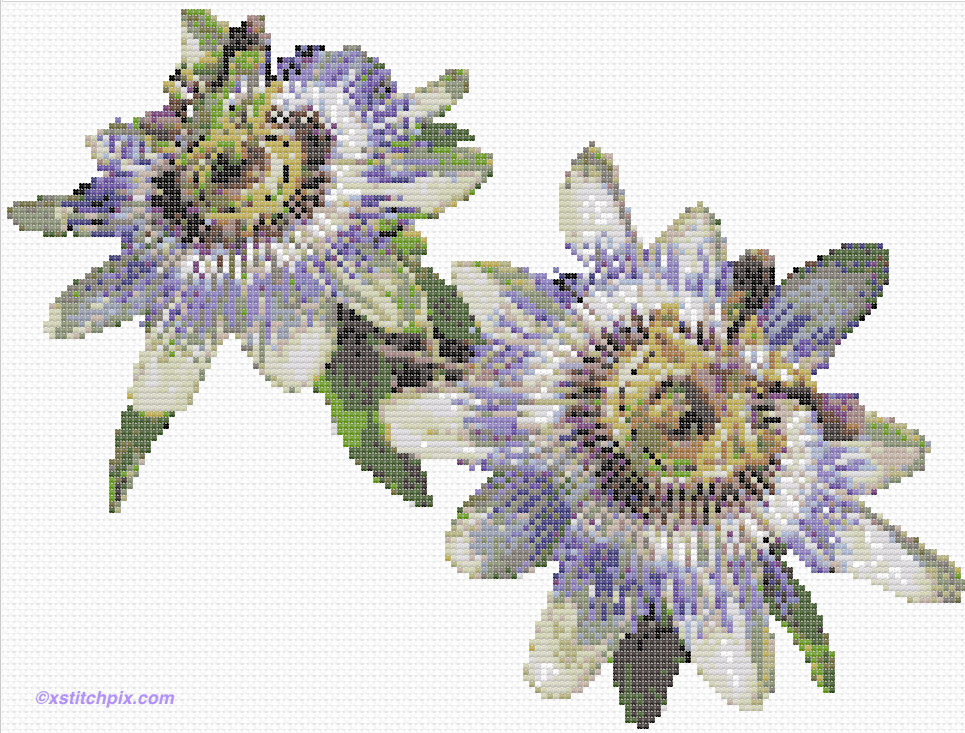 Passion Flowers - Passiflora